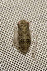 Allygidius atomarius