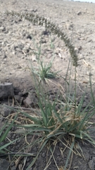 Desmostachya bipinnata