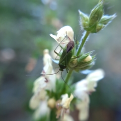Calocoris affinis