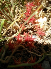 Sedum rubens