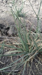 Desmostachya bipinnata