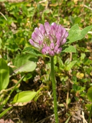 Trifolium pratense pratense