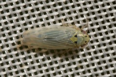 Macrosteles sexnotatus