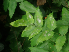 Erysiphe berberidis
