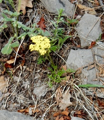 Cymopterus lemmonii