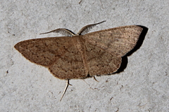 Cyclophora obstataria
