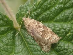 Cnephasia incertana