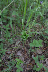 Polygonatum humile