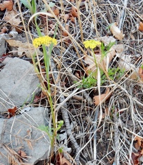 Cymopterus lemmonii