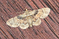 Gymnoscelis derogata