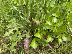 Ramularia inaequalis