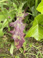 Ramularia inaequalis