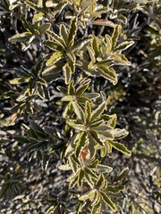 Brachyglottis monroi