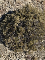 Brachyglottis monroi