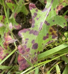 Ramularia inaequalis