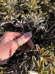 Brachyglottis monroi