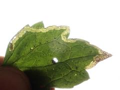 Phytomyza vitalbae