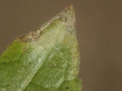 Phytomyza vitalbae