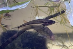 Kryptopterus macrocephalus