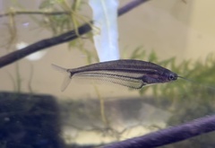 Kryptopterus macrocephalus