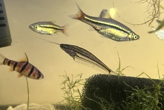 Kryptopterus macrocephalus