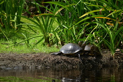 Trachemys grayi