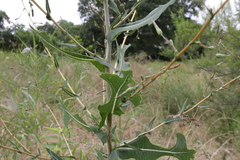 Lactuca ludoviciana