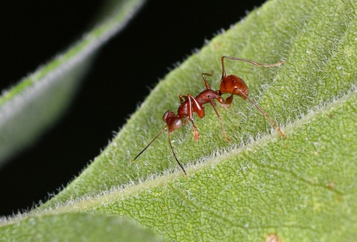 Dicondylus observed 2018-06-16