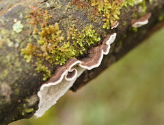 Datronia brunneoleuca