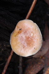 Fistulinella mollis