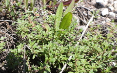 Thymus kondratjukii