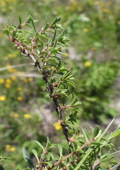 Thymus kondratjukii