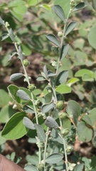 Phyllanthus maderaspatensis