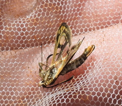 Chamaesphecia astatiformis