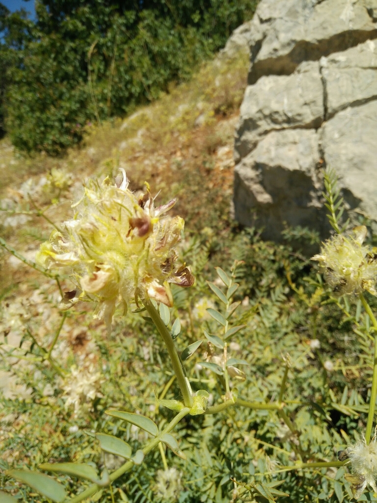 Astragalus ehrenbergii