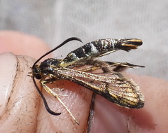 Chamaesphecia astatiformis