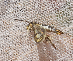 Chamaesphecia astatiformis
