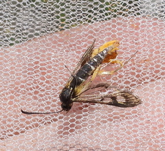 Chamaesphecia astatiformis