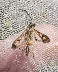Chamaesphecia astatiformis