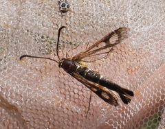 Chamaesphecia astatiformis