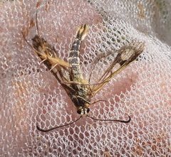 Chamaesphecia astatiformis