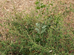 Arctostaphylos canescens sonomensis
