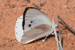 Teracolus eris