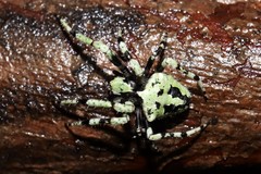 Novaranea courti