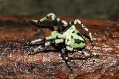 Novaranea courti