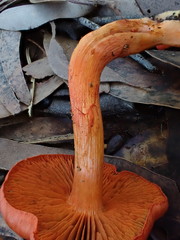 Cortinarius austrocinnabarinus