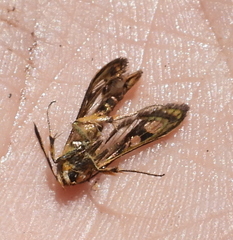 Chamaesphecia astatiformis