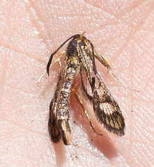 Chamaesphecia astatiformis