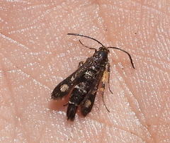 Chamaesphecia astatiformis