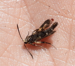 Chamaesphecia astatiformis
